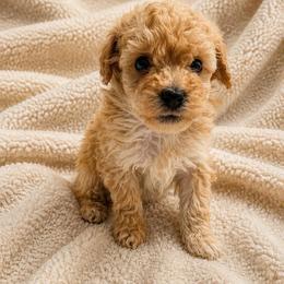 Lucy - Apricot female Poodle puppy in Auburn, Georgia from Southern Poodles