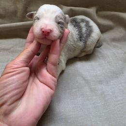 Forky - Slate merle male Border Collie puppy in Ripley, Oklahoma from Adventure5 Border Collies