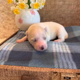 Female 2 - White female Pomsky puppy in Bucyrus, Missouri from Hill Top Pomskies