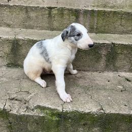 Boy 3 - Blue male Borzoi puppy in Clinton, Tennessee from Ivanhoe Borzoi