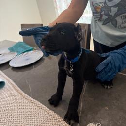 Zeus - Black male Cane Corso puppy in Lubbock, Texas from Hub City Kennel