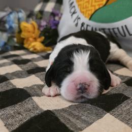 Mohammad Ali - Black white and tan male English Springer Spaniel puppy in Cookeville, Tennessee from Krossroads Kennel