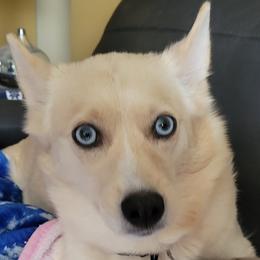 Eevee - Pomsky