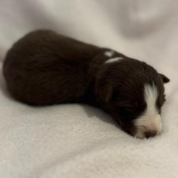 Blossom - Chocolate female Border Collie puppy in Surgoinsville, Tennessee from Smokey Mountain Vizslas