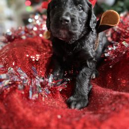 Goldendoodle Puppies from Sweetgrass Goldendoodles of Moncks Corner
