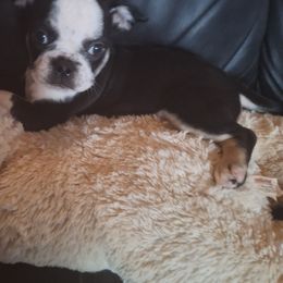 Pug Puppies from McNulty La Bouji