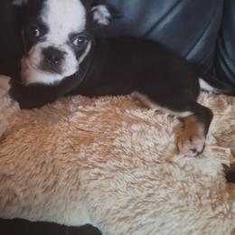 Pug Puppies from McNulty La Bouji