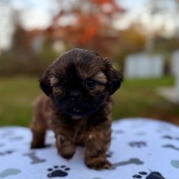 Girl 2 - female Shih Tzu puppy in Wakefield, Rhode Island from Shih Tzu Companions