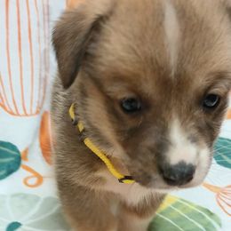 Pembroke Welsh Corgi Puppies from Episode Corgis