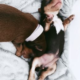 French Bulldog and Yorkshire Terrier Puppies from Casa De Silva LLC