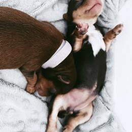 French Bulldog and Yorkshire Terrier Puppies from Casa De Silva LLC