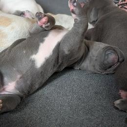 Blue Bell - Blue and white female Great Dane puppy in Turon, Kansas from RCM Great Danes
