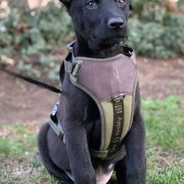 Belgian Malinois and Dachshunds from Paws Laws k9