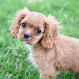 Teddy - Ruby male Cavalier King Charles Spaniel puppy in Lawton, Oklahoma from Lindsey’s Cavies