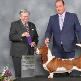 Basset Hounds from Out West Bassets