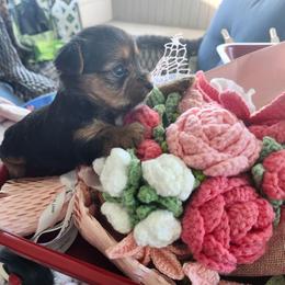 Girl 5 - Black and tan female Yorkshire Terrier puppy in Tacoma, Washington from Anks Toys Yorkshire terriers