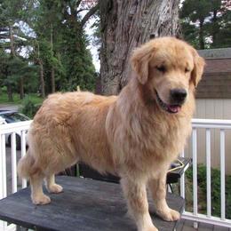 Collies and Golden Retrievers from Clearvu Kennels