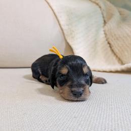 Iris - Black and cream female Dachshund puppy in Dighton, Massachusetts from Powerdox Dachshunds