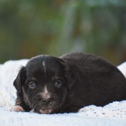 Opal - Black tri female Miniature American Shepherd puppy in Chocowinity, North Carolina from Foxtail Hollow