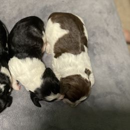 English Springer Spaniel Puppies from Juanita’s Springers