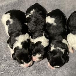 English Springer Spaniel Puppies from Juanita’s Springers