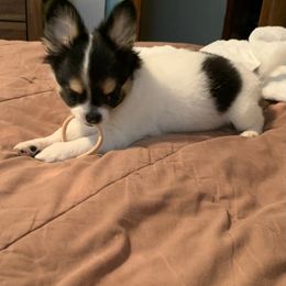 Chihuahua Puppies from Wee Lil’Rascals