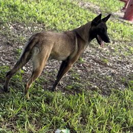 Belgian Malinois and xDutch Shepherd Puppies from OreVis Malinois