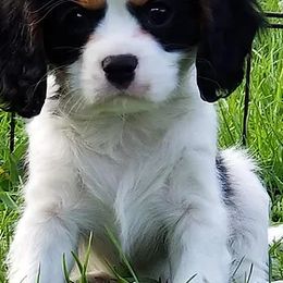 Cavalier King Charles Spaniels from Classic Cavalier Puppies