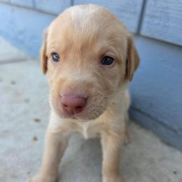 Blue Boy - Yellow male Labrador Retriever puppy in Elk Grove, California from Labrador Trails