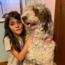 Taffy - Aussiedoodle