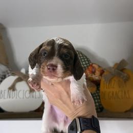 Dachshund Puppies from Teenie Bikini Weenies