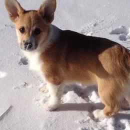 Pembroke Welsh Corgis from Santa Margarita Corgis