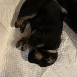 German Shepherd Puppies from Mission K9
