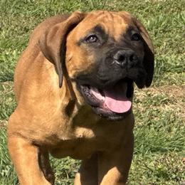 Cream collar female - Fawn female Boerboel puppy in Bon Aqua, Tennessee from Erickson Ranch Boerboels