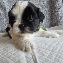 Luna - Black and white female Shih Tzu puppy in Forney, Texas from Nique's Shih Tzus