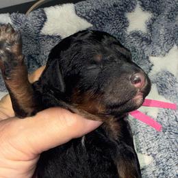Showers - Phantom female Poodle puppy in Lakeland, Florida from Gulfside Poodles