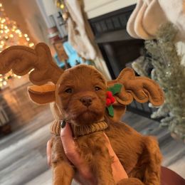 Yellow collar - Red  male Goldendoodle puppy in Trenton, Tennessee from Pickard’s country Golden doodles