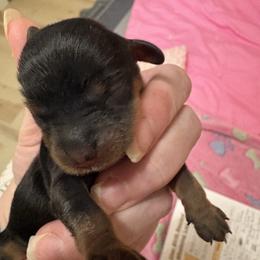 Blk and tan girl - Black and tan female Cavalier King Charles Spaniel puppy in Melbourne, Florida from Majestic Cavaliers of Melbourne FL