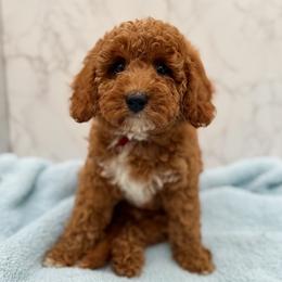 Oakley - Red  male Goldendoodle puppy in Kansas City, Kansas from Bella & Ivy’s Mini Goldendoodles of KC