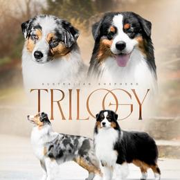 Australian Shepherd puppies from Trilogy Australian Shepherds