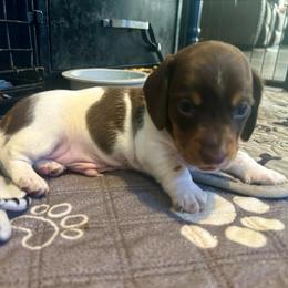 Snickers - Chocolate and tan male Dachshund puppy in Louisa, Kentucky from Mini Doxies of Eastern KY