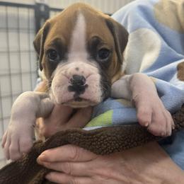 Stagg - Fawn male Boxer puppy in Elyria, Ohio from Just-A-Wyn Boxers