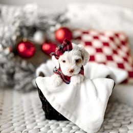 Jewel - Parti female Goldendoodle puppy in Springville, Utah from Happy Doodle