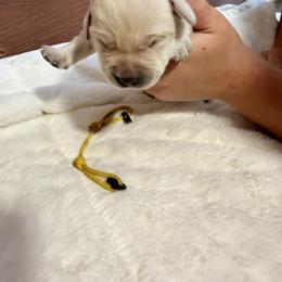 Yellow - Yellow female Labrador Retriever puppy in At Henry, Ohio from Hickory Creek Labs