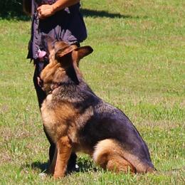 Trash-Em - German Shepherd