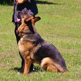 Trash-Em - German Shepherd