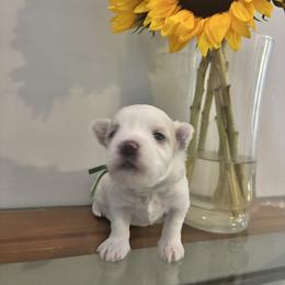 Simon - White male Maltese puppy in Raleigh, North Carolina from Loveable Litters