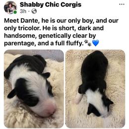 Dante - Black and tan male Pembroke Welsh Corgi puppy in Cashion, Oklahoma from Shabby Chic Corgis
