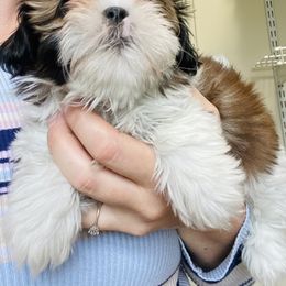 Shih Tzu Puppies from Tiny Bubbles Shih Tzus