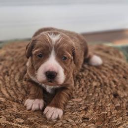 Lenny - Apricot male Goldendoodle puppy in Connersville, Indiana from Dessie's Doodles